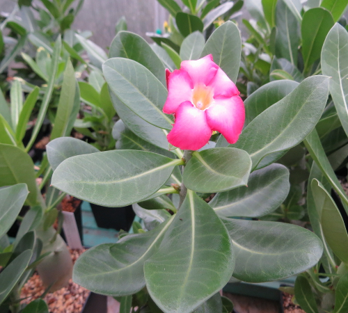 "Blommor Arabicum Bang Ra Chan Dum år1"